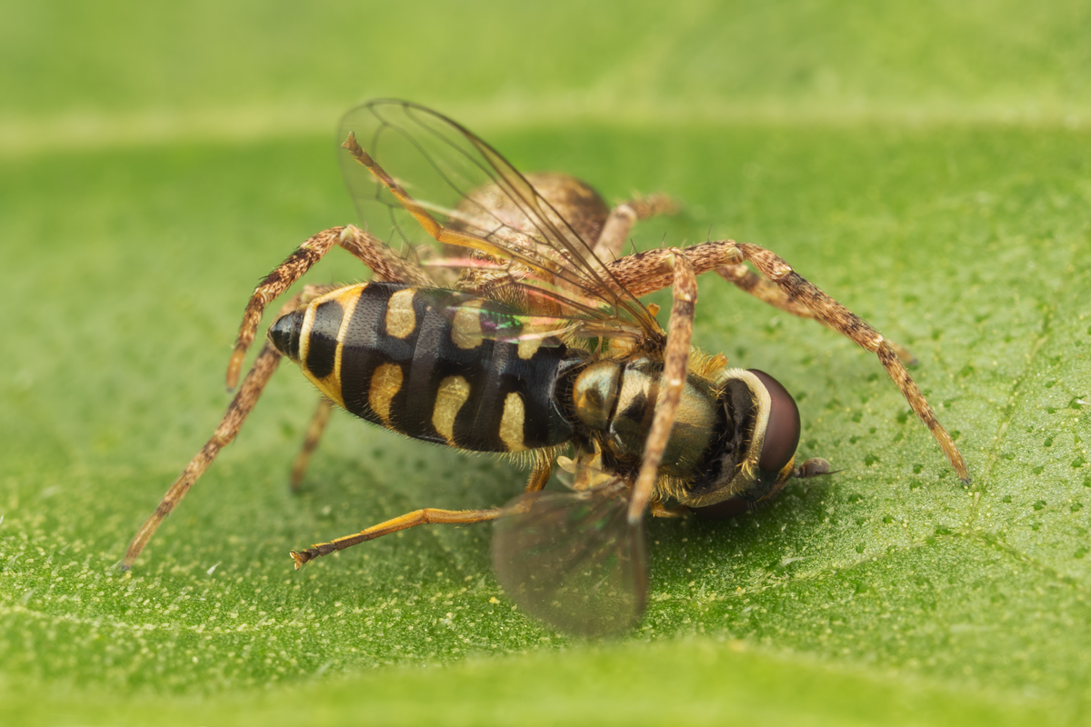 Spider and Hoverfly 3